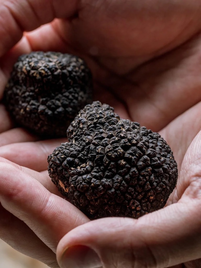 El pueblo con el campo de trufas más grande de Argentina ...