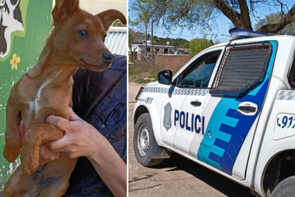 Villa Gesell: Rescataron a un cachorro de dos meses tras incumplimientos en su adopción